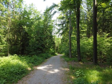 Ormandaki yolun havadan görünüşü. Drone fotoğrafçılığı
