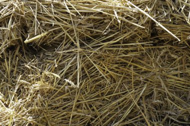 Yiyecek tarlası olarak işlenmek üzere yazın toplanan tahıl.