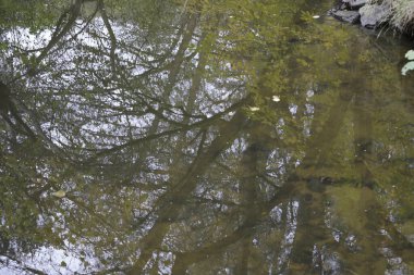 Danube nehrinde kuğu, ördek ya da karabatak gibi su kuşları