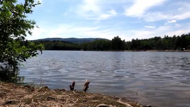 Koupání Jezero Večerních Hodinách Zalesněné Přírodě Čistou Vodou Pobřeží — Stock video