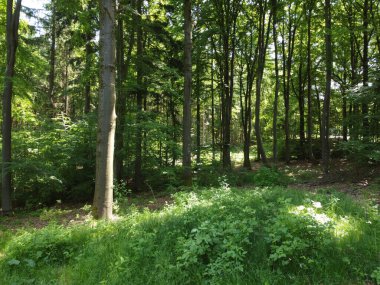 Almanya, Falkenstein yakınlarındaki Bavyera Ormanı 'nın havadan görünüşü.