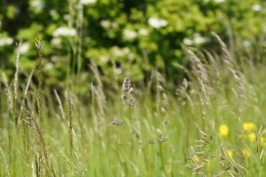 Bahçedeki yeşil çimenler. Yeşil çimlere yakın.