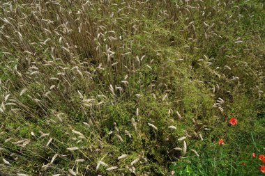 Yazın mavi gökyüzü ve olgunlaşan tahılla mısır tarlası