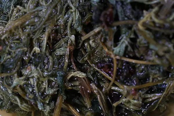 Jiaogulan Herb Tea Called Herb Immortals Drunk Tea Dried Plant — Stock Photo, Image