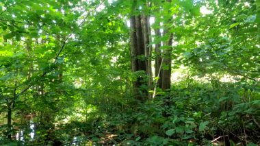 Yukarı Bavyera 'da küçük barajlarla çevrili ve yaprak döken ağaçlarla çevrili, 4k