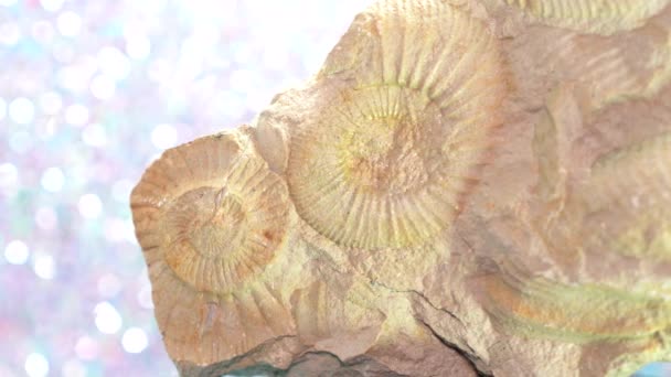 Amonita Calamar Fosilizado — Vídeos de Stock
