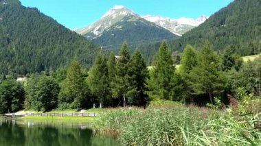 Dağlık Avusturya 'da ördekleri olan bir gölet, berrak su ve bir sürü yeşil bitki.