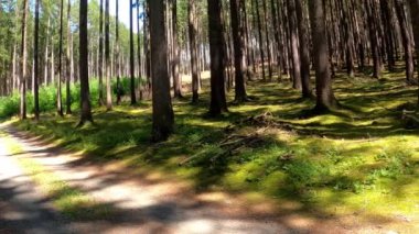Rahatlamak ve gevşemek için güzel bir arazide yol yaprak döken ağaçlar ve yeşil çayırlarla
