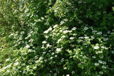 Ördek otu ve alglerle kaplı eski bir bataklığın yüzeyi, ölü ağaçlar ve bataklık çayırları.,