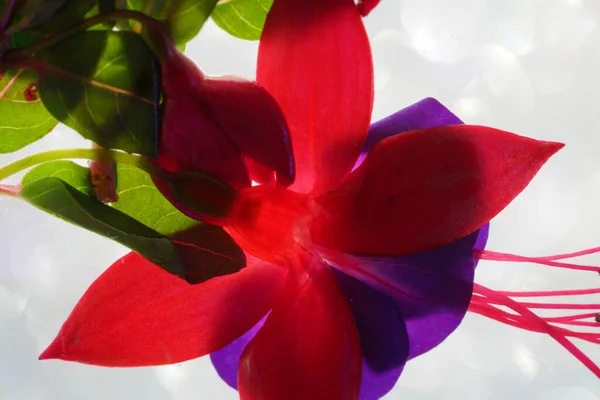 Fuchsia Kwiat Wazonie Ramce Obraz Pełen Sztuki — Zdjęcie stockowe
