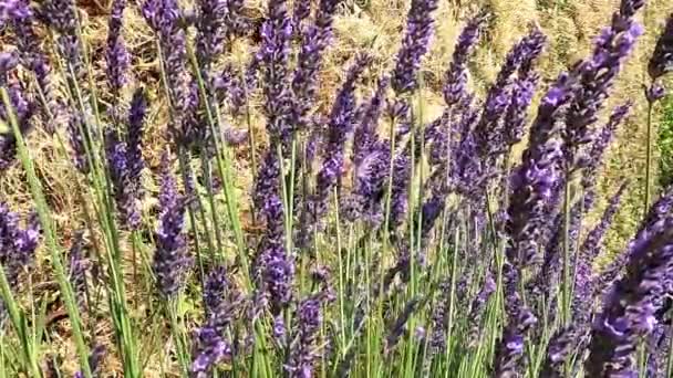 Bloeiende Lavendel Met Zoete Geur Insecten Zon Brede Hoek — Stockvideo