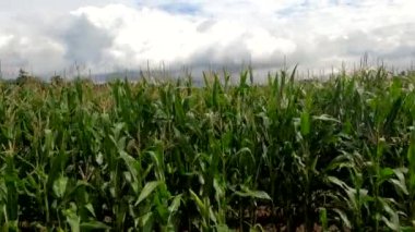 Rüzgârlı, fırtınalı bir günde bulutlu yağmur bulutlarıyla mısır tarlası.