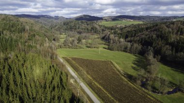 Forest in lush green with healthy conifers in winter