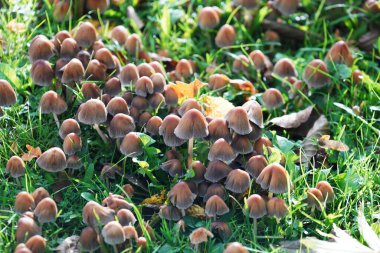 Orman bitkisinin kenarındaki çayır yemyeşil çimenler ve renkli çiçeklerle