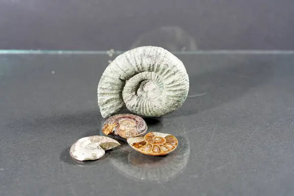 Ammonite Fossil Dark Background Minimalism — Photo