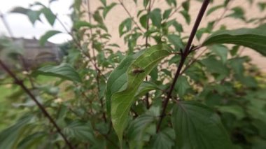 Bahçedeki bir yaprağın üzerindeki sineğin yavaş çekim görüntüsü.