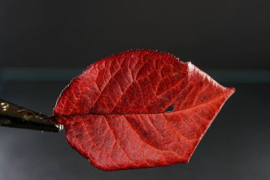 Siyah arkaplanda yeşil bir yaprak, su damlaları, fotoğrafa yakın çekim