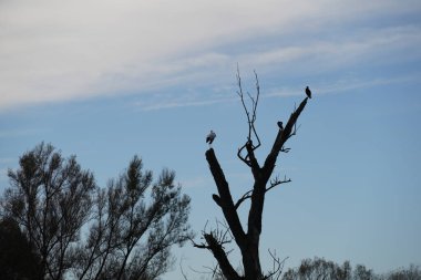 Danube 'deki yaşlı bir ağaçta oturan karabatak kuşu.
