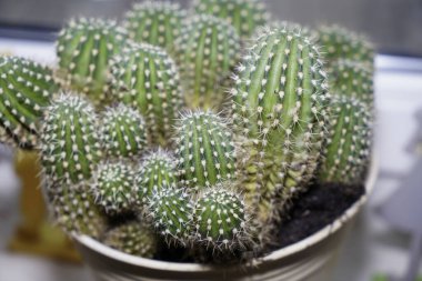 Depodaki pencere eşiğindeki kaktüsler tüketimde tutumludur.