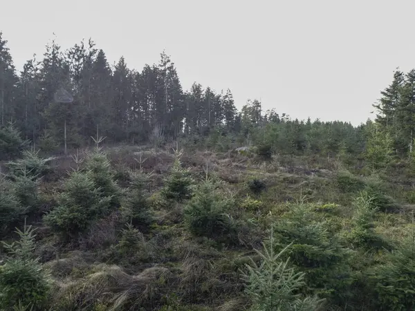 Erdőpusztulás Újraerdősítés Bajorországi Éghajlatváltozás Miatt Erdőben Stock Fotó