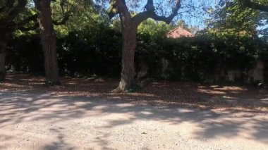 Sonbaharda arka planda eski yaprak döken ağaçlarla dolu bir cadde.