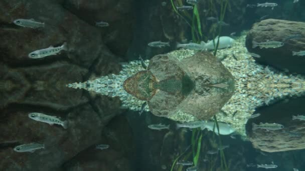 Фантастична Риба Акваріумі Відображена Роздільній Здатності — стокове відео