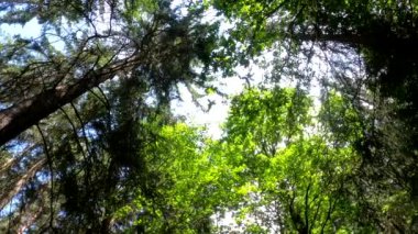 Yaprak döken ve kozalaklı ağaçlardan oluşan ağaçlar rüzgarda sallanıyor.