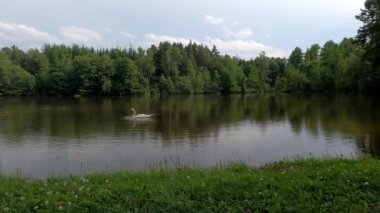 Akşamları bulutlu gökyüzü ile ormandaki gölette kuğular