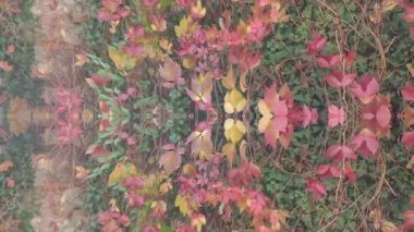 Sarmaşıklı ve sarmaşıklı eski binaların üzerinde