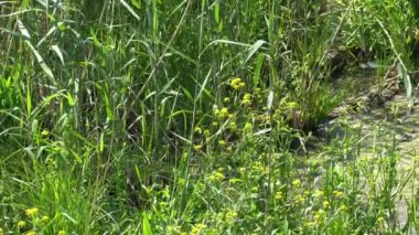 Suda çimen ve ölü ağaçlar olan Tuna kolları