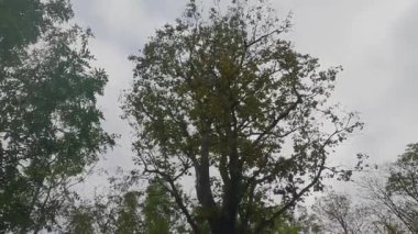 Sonbaharda yaprak yapraklarıyla yaprak döken ağaçlara ve Bavyera 'da düşen akçaağaç yapraklarına park et.