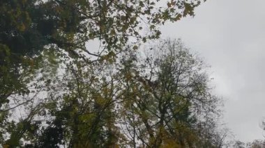 Sonbaharda yaprak yapraklarıyla yaprak döken ağaçlara ve Bavyera 'da düşen akçaağaç yapraklarına park et.