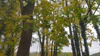 Bulutlu bir günde ağaçların üzerinde renkli yapraklarla parktaki güz.