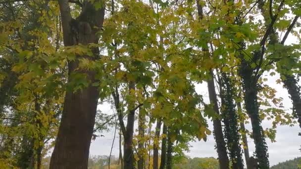 idylle automnale dans le parc avec des feuilles colorées sur les arbres par une journée nuageuse brumeuse