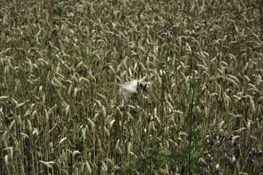 Yiyecek tarlası olarak işlenmek üzere yazın toplanan tahıl.