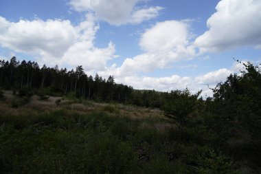 Orman, iklim değişikliği, kuraklık ve fırtınalar ve ham madde olarak ormanların tahrip edilmesi nedeniyle çöker.
