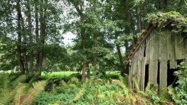 Derenin kenarındaki eski ahşap kulübe nemli zeminde bitkiler ve eğreltiotlarıyla kaplanmış eski kiremit çatılı ve çürümüş tahtalarla.