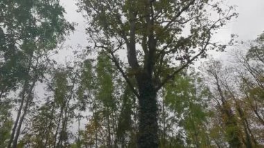 Bulutlu bir günde ağaçların üzerinde renkli yapraklarla parktaki güz.