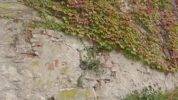 Zarośnięta Ściana Starego Budynku Winoroślą Bluszczem — Wideo stockowe