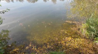 Gölde sonbahar havası var Yapraklarda ve güneşte parlak renkler