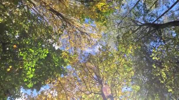 Tempererade Zoner Med Unga Lövträd Som Förlorar Sina Blad Slutet — Stockvideo