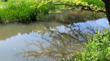 Ormandaki gölette yeşil çayır ve bavyera 'daki yaprak döken ağaçlar