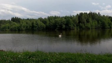 Ormanda bir gölet Kuğular ve bulutlu bir gökyüzü