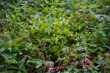 Raindrops on the leaves of a tree in early spring