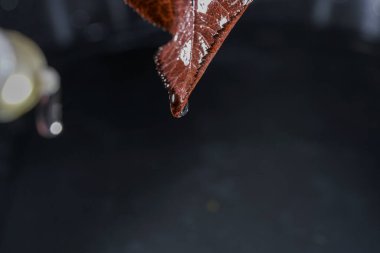 Raindrops on the leaves of a tree in early spring