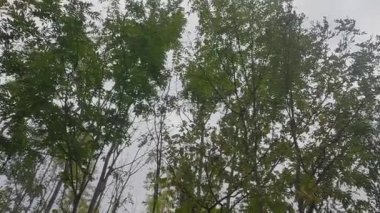 Bulutlu bir günde ağaçların üzerinde renkli yapraklarla parktaki güz.