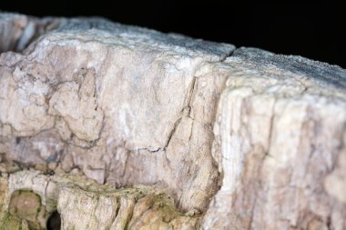 Ağaç kabuğu kabuk bağlar ve ağacı düşmanlardan korur.