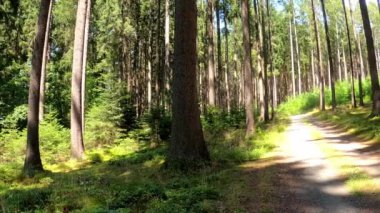 Tuna 'da Regensburg' da bir parkta sonbahar sakin