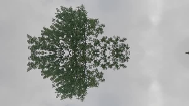 Odbarwione Liście Krzewach Drzewach Bawarii Jesienią — Wideo stockowe