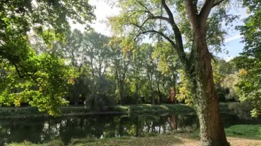 Parkta sonbahar Düşen yapraklar ve ağaçlarla